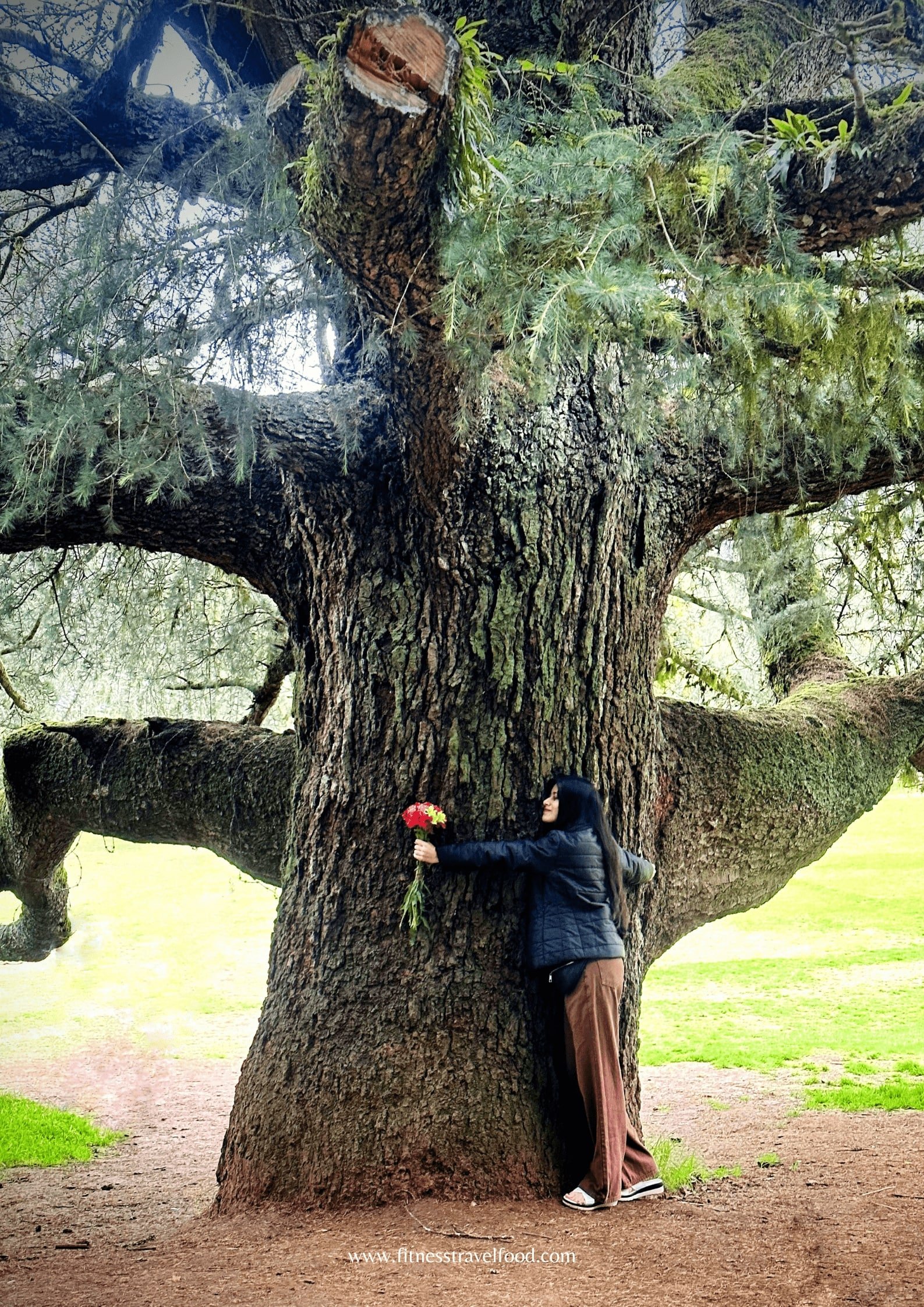 Government Botanical Garden. Ooty